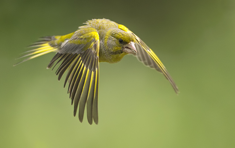 174 groening man.jpg